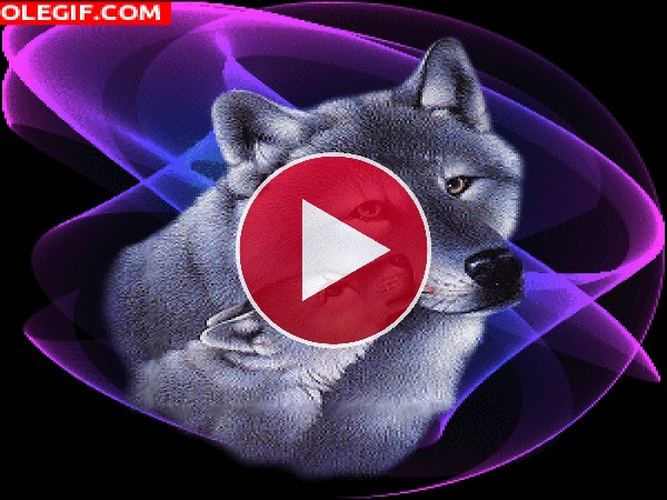 GIF: Amor entre lobos
